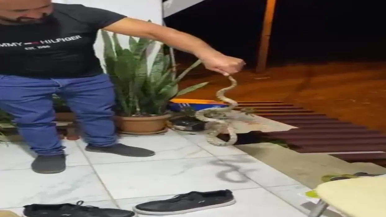 Yılanla ilginç diyalog: Evime gelme bak, kafanı ezerim