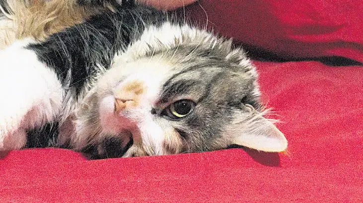 Boşanmada 3 kedi için karar! Masrafını ödeyecek ama göremeyecek