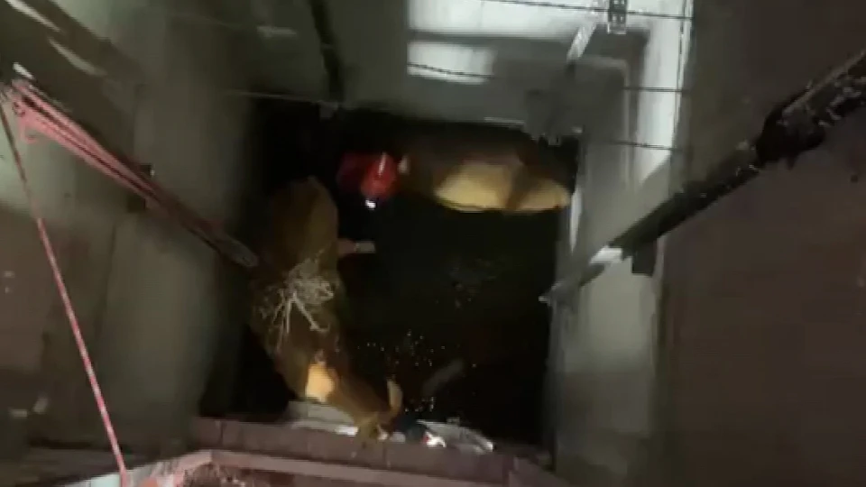 Bingöl'de asansör boşluğuna düşen inekler böyle kurtarıldı