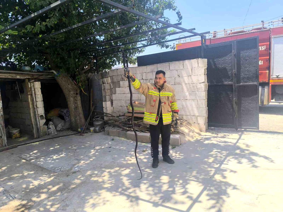Evin bahçesinde görülen 2 karayılan paniğe neden oldu