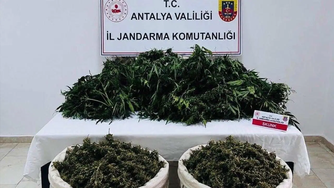 Antalya'da esrar ve kenevir operasyonu: Kilolarca ele geçirildi