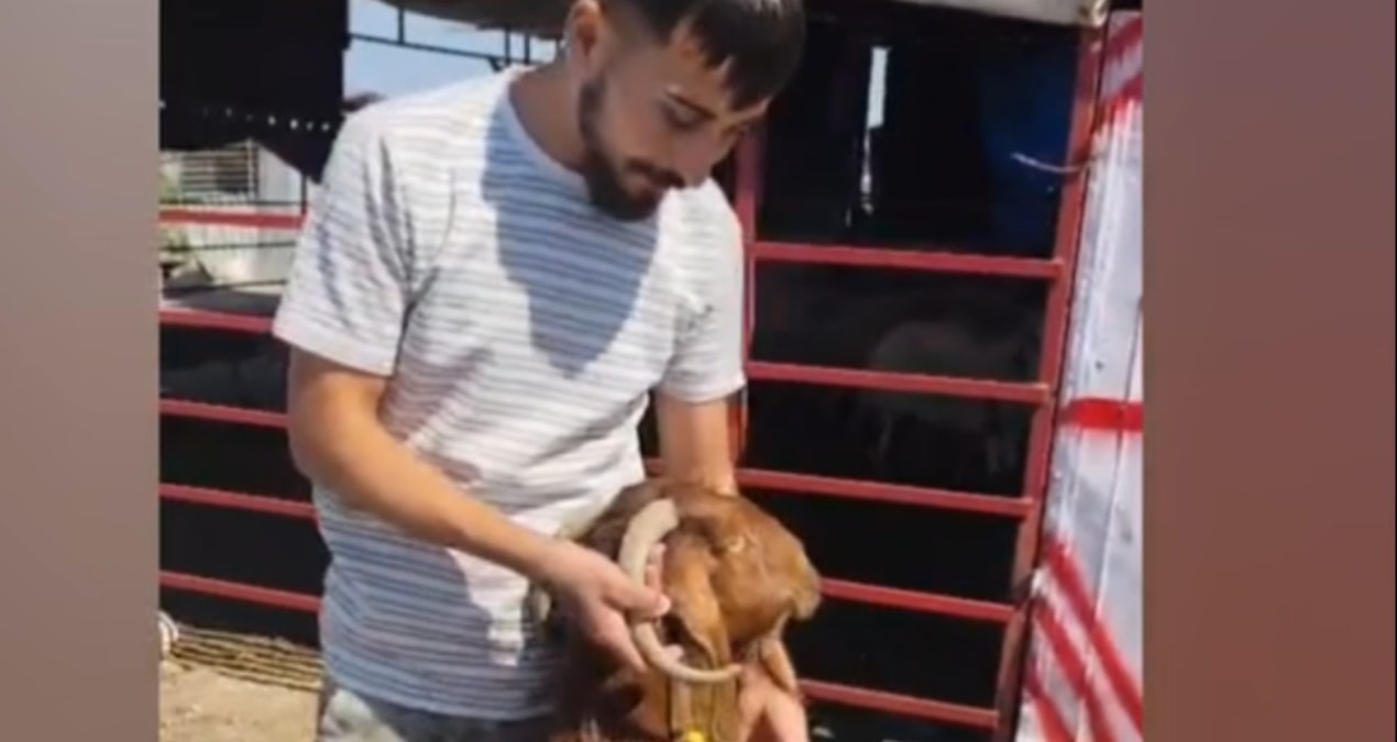 Osmaniye’de keçinin kulağından boynuz çıktı