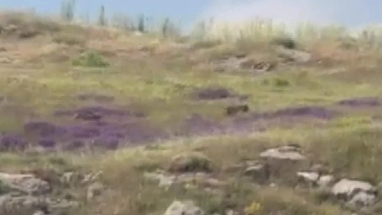 Sivas'ta patates üreticilerinin büyük kabusu! Ortaya çıktı mı herkes kaçıyor