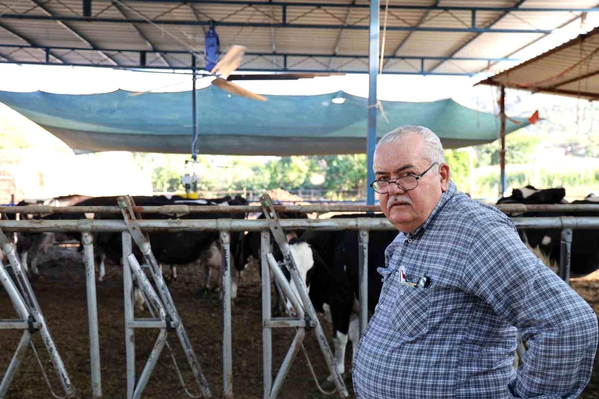 Aydın'da çöl sıcakları inekleri strese soktu; ahırlar vantilatör ile serinletiliyor