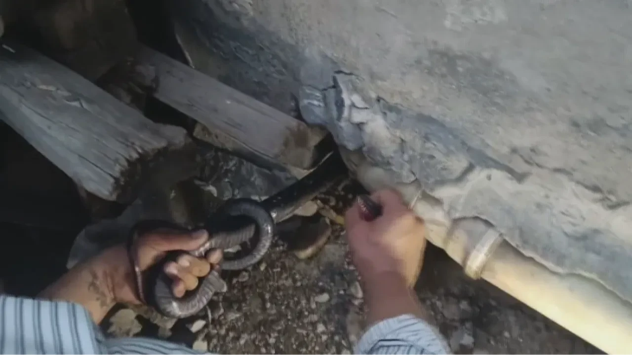 Yılancı Kemal iş başında! Herkes bakmaya korkarken 2 yılanı eliyle yakaladı