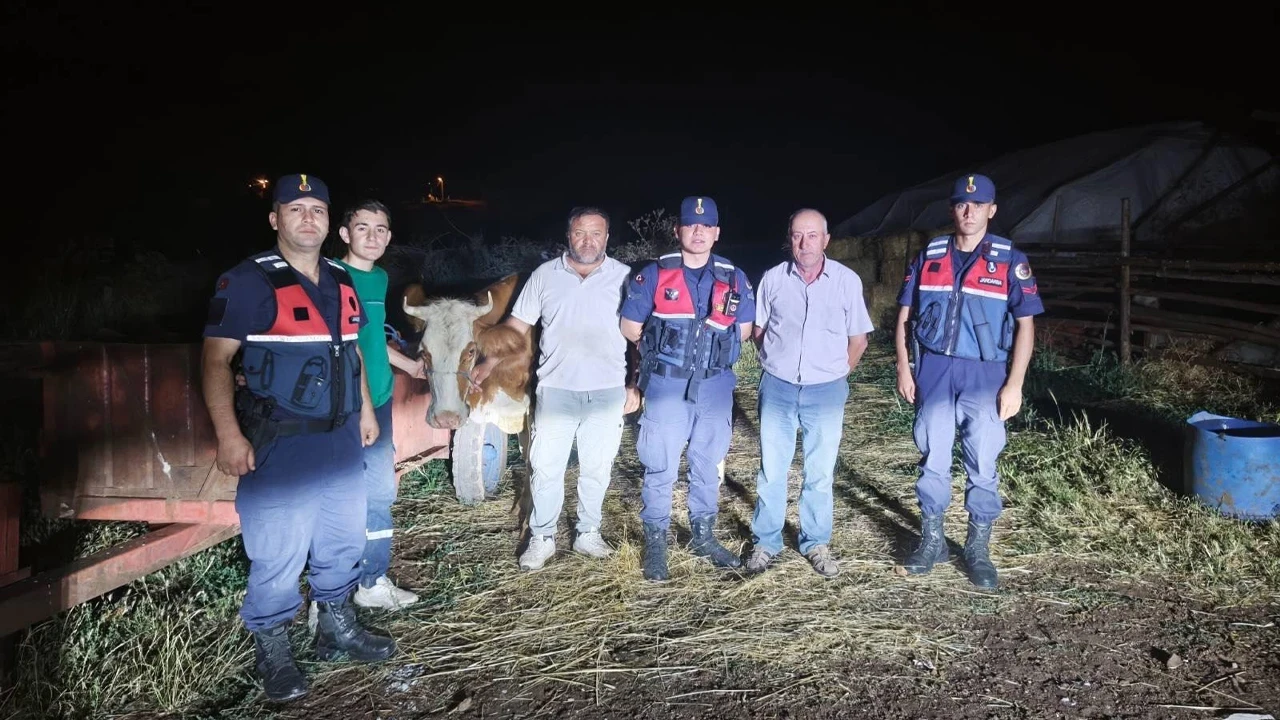 Bilecik'te jandarmadan kayıp büyükbaş hayvan mesaisi