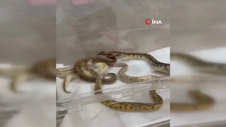 Çatalca’da eve baskın: 42 yılan koruma altına alındı