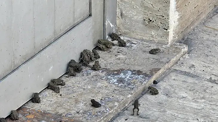 Yağmur sonrası ortaya çıktılar: Bu bir hikmet mi, başka bir şey mi diyelim bilemedim
