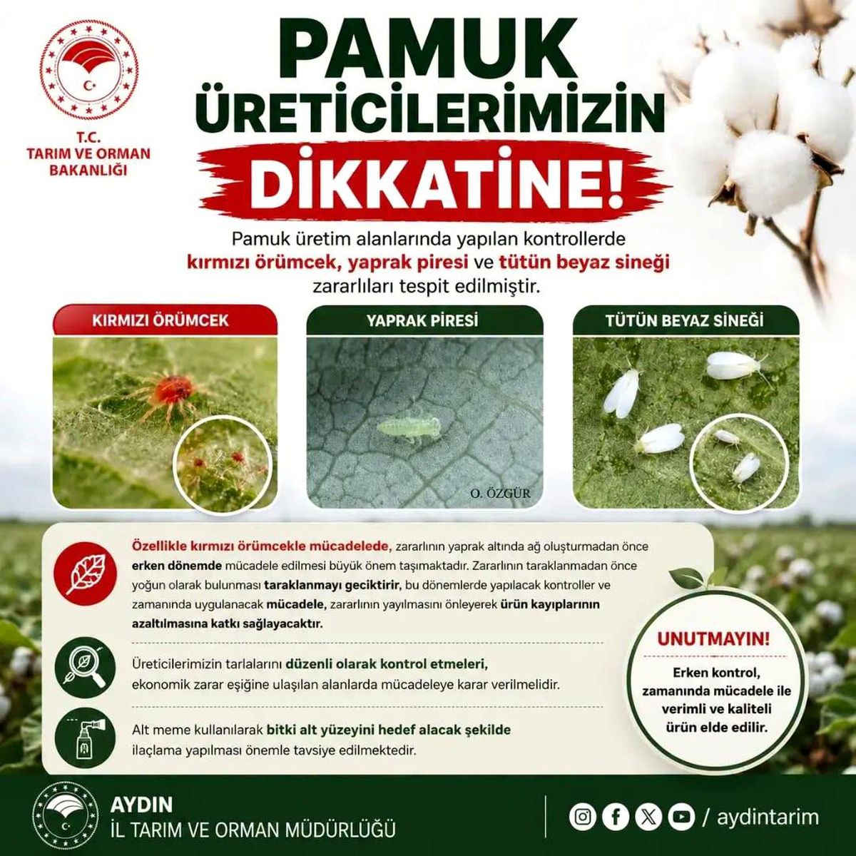 Aydınlı pamuk üreticilerine zararlı uyarısı