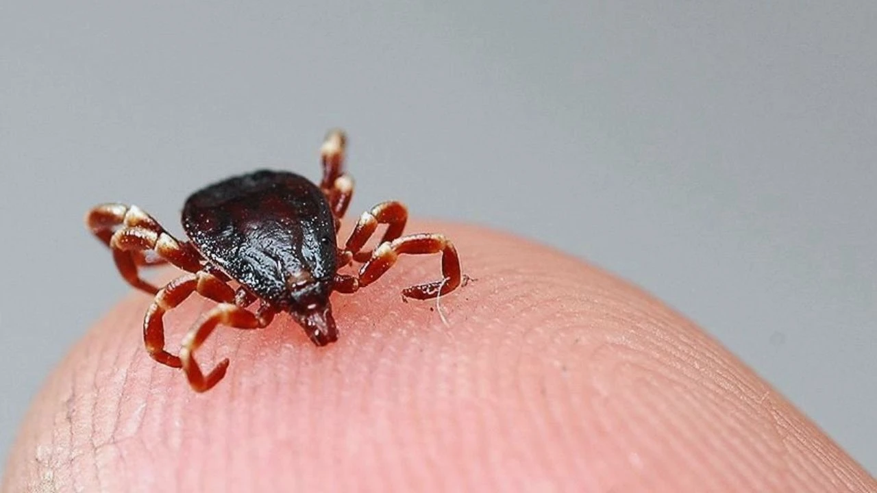 Tokat’ta kene alarmı: 5 kişi hastaneye kaldırıldı