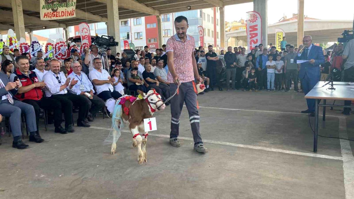 Otuz buzağı arasından en güzeli seçildi
