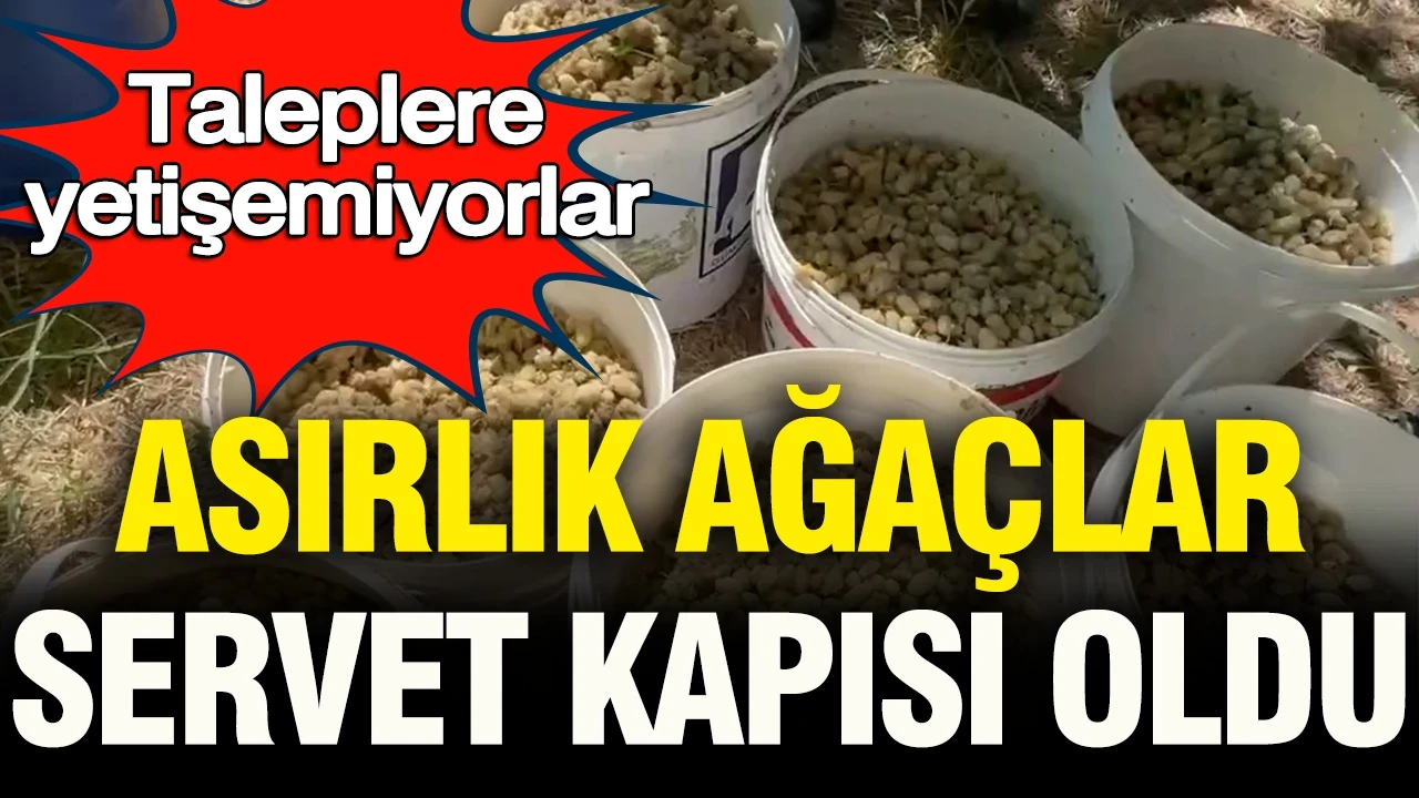 Siparişlere yetişemiyorlar: Asırlık ağaçlar servet kapısına dönüştü