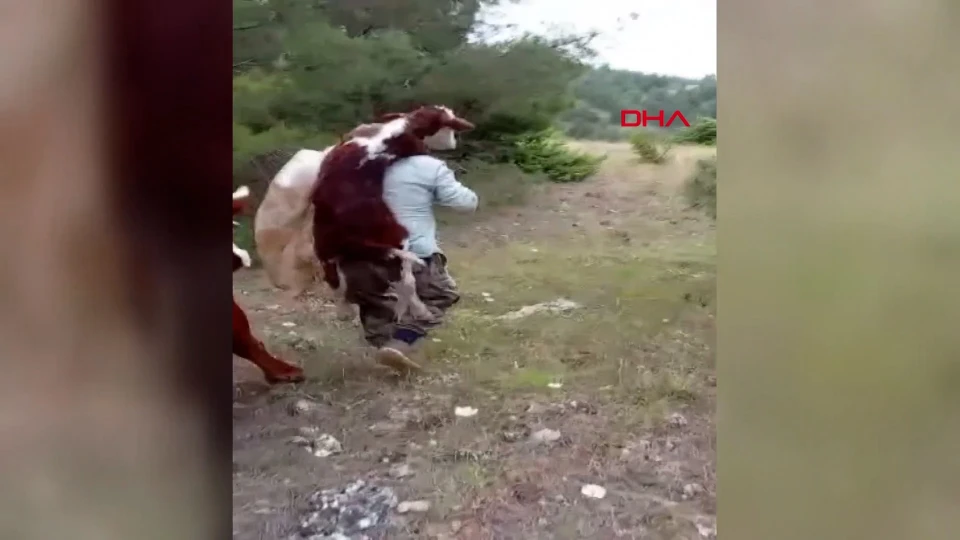Amasya’da bir çiftçi yeni doğan buzağıyı sırtında taşıdı