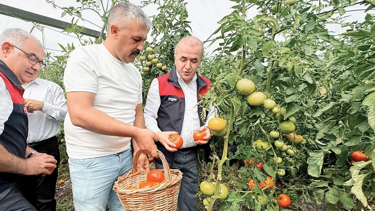 Elazığ'da sera domates hasadı başladı