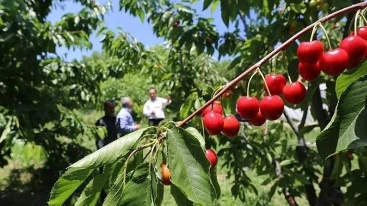 Kiraz yedi hayatını kaybetti… Eşinin tedavisi sürüyor
