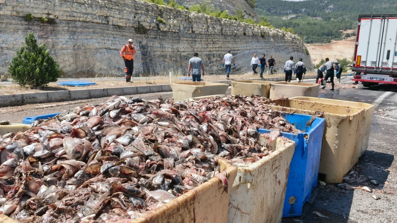 TIR'ın dorsesi patlayınca 15 ton balık yola saçıldı