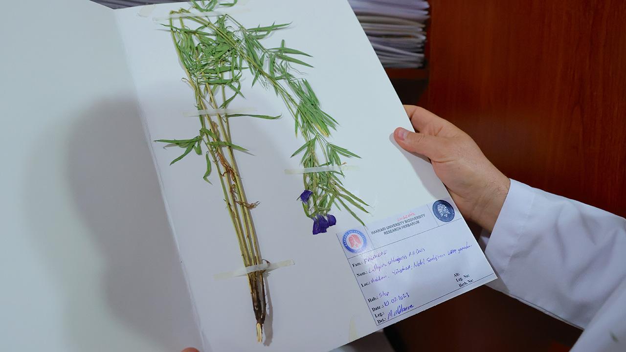 Hakkari’nin envanteri genişledi, bitki türü 800'e yükseldi