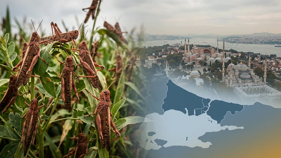 Dev çekirge istilası mı var? İstanbul'daki çekirgeler zararlı mı, eve girerse ne yapılmalı?