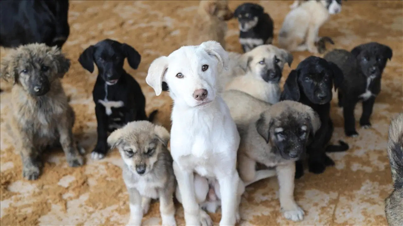 Ankara'da NATO Zirvesi öncesi emniyetten belediyelere sokak köpeklerini toplayın' yazısı