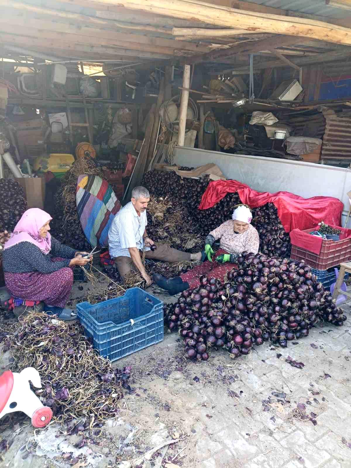 Coğrafi işaretli Kapıdağ mor soğanında hasat tamamlandı