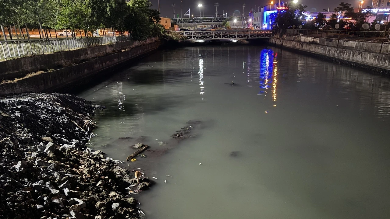 Bakırköy'de dere yatağında ölen binlerce balık kıyıya vurdu