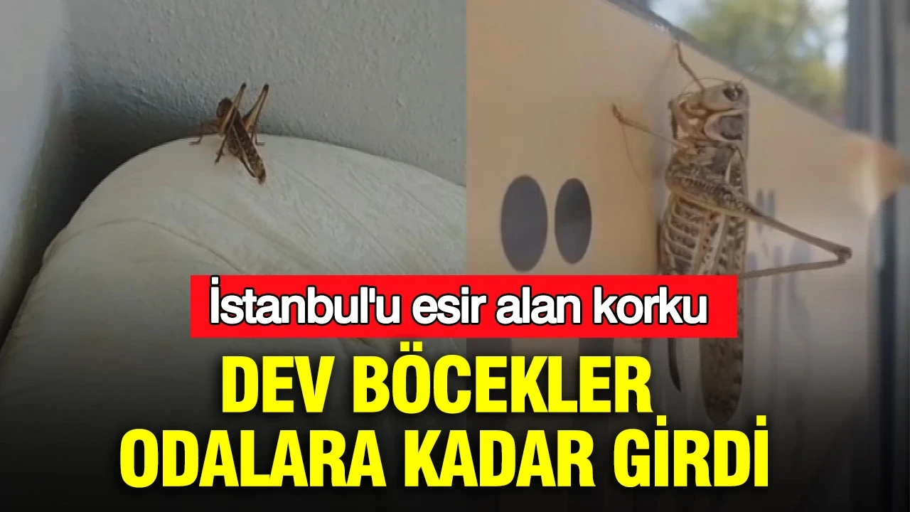İstanbul'u esir alan korku: Dev böcekler odalara kadar girdi