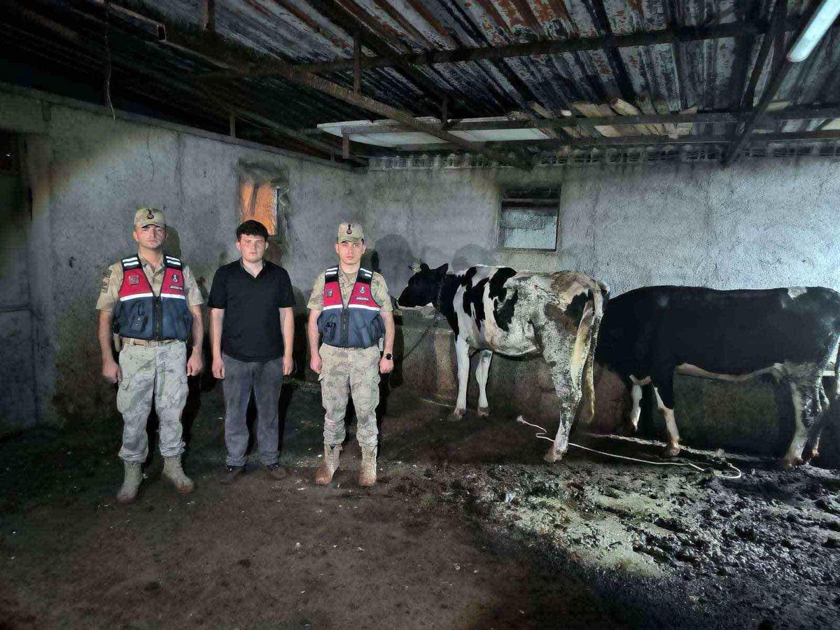 Kayıp büyükbaş hayvanlar jandarma ekiplerince bulundu