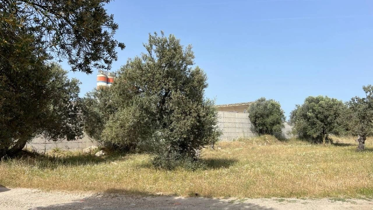 Zeytinliği yok eden betona 'hayatın olağan akışı' kılıfı