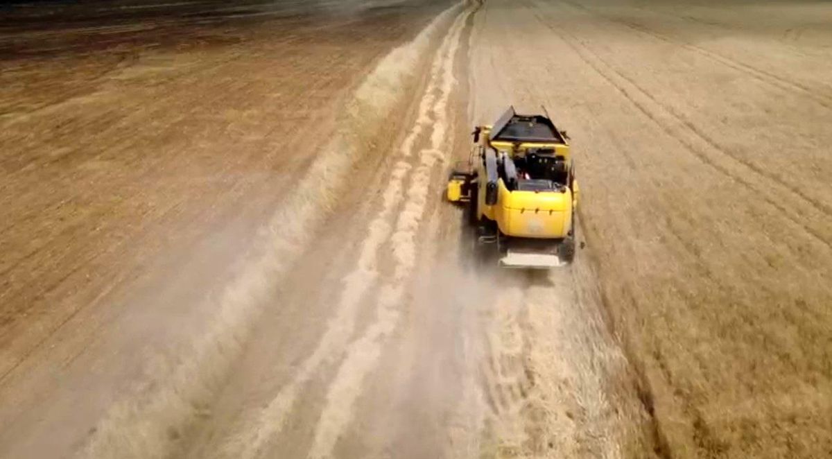 Siirt'te buğday hasadı başladı: Yağışlar çiftçiye umut oldu