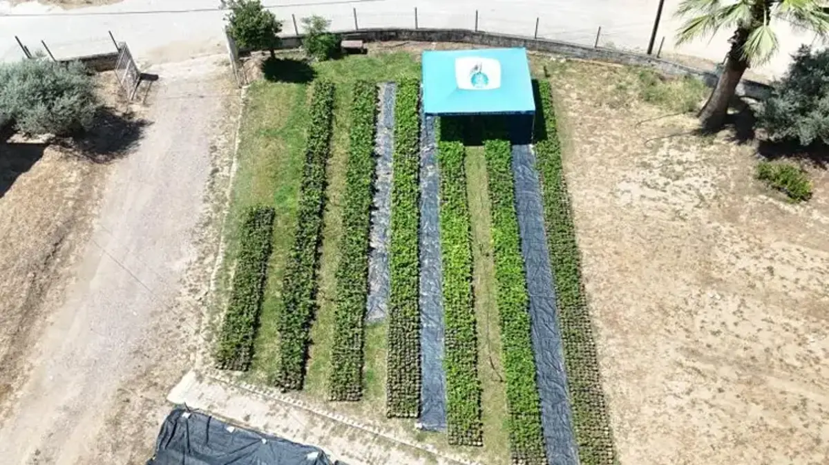 Belediye kendi üretiyor, vatandaşa ücretsiz dağıtıyor! Binlercesi köylere ulaştırılacak