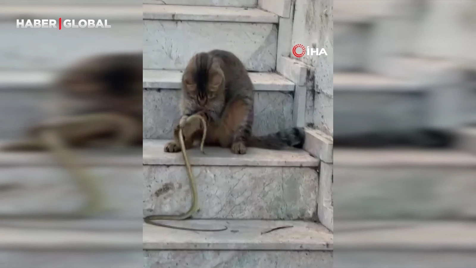 Antalya’da 1 metrelik yılanı oyuncağa çeviren kedi şaşırttı