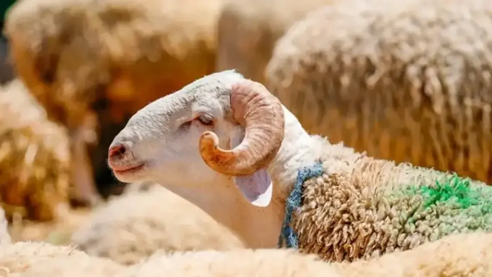 KURBAN BAYRAMI NE ZAMAN? Kurban Bayramı ayın kaçında, hangi gün?