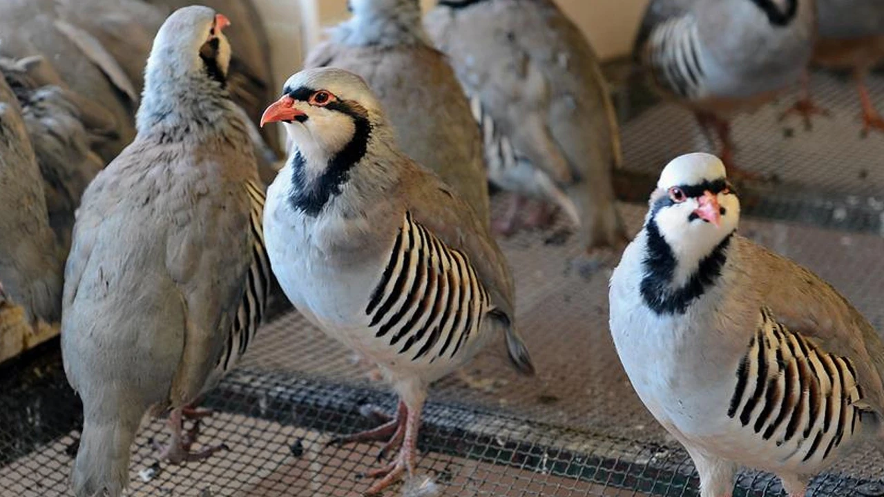 Kastamonu'da keneyle mücadele için bin 200 kınalı keklik doğaya salındı