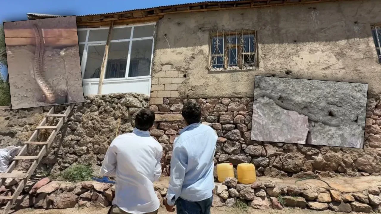 Yılanlar bir ailenin kabusu oldu! Evi adeta istila ettiler, her yerden çıkıyorlar