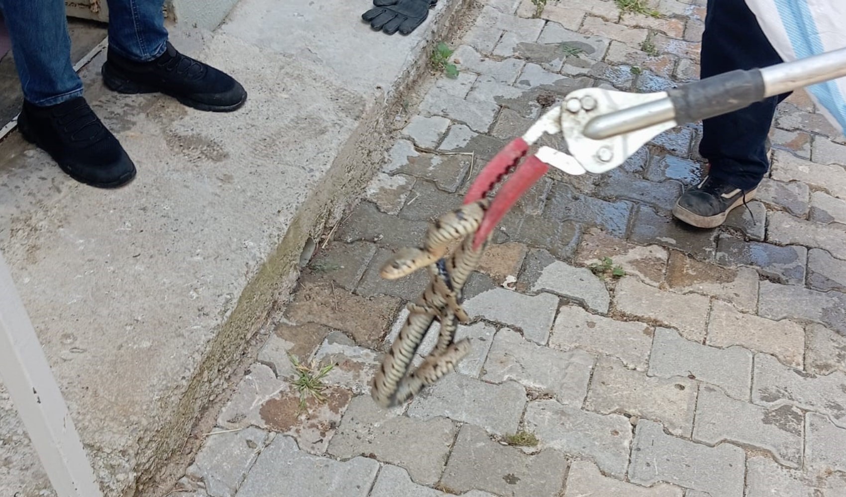 Eve giren yılan paniğe neden oldu