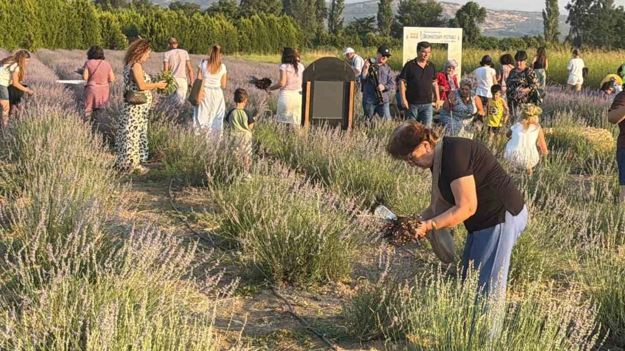 Burhaniye'de ilk kez üretildi, kilosu 850 TL'den satılıyor