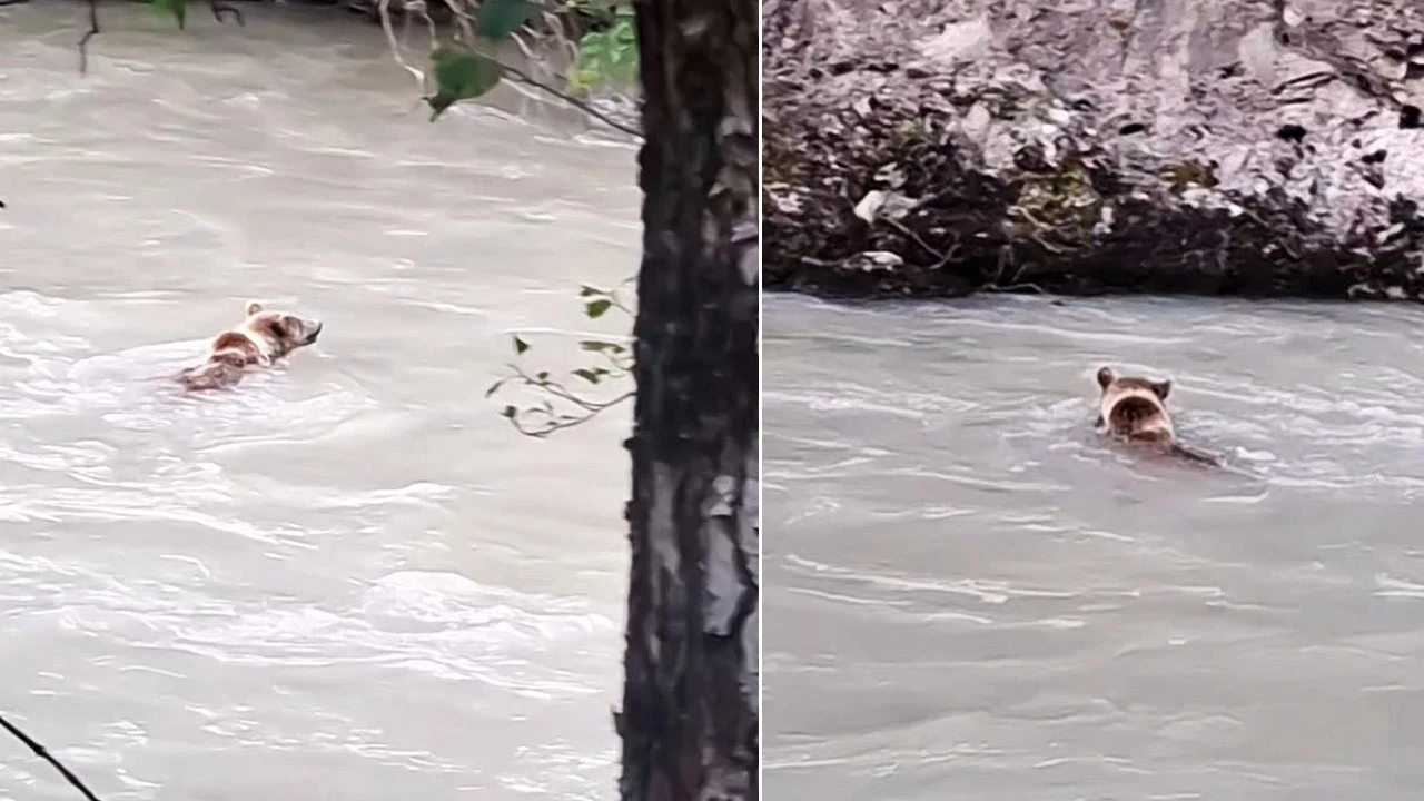 Munzur Nehri’nde 1 tanesi aniden nehrin içinde çıktı! Herkes hayrete düştü