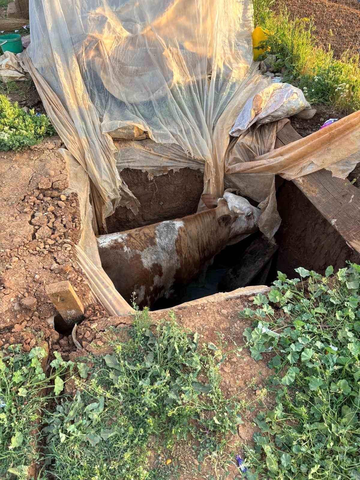Muş'ta foseptik çukuruna düşen ineği itfaiye ekipleri kurtardı
