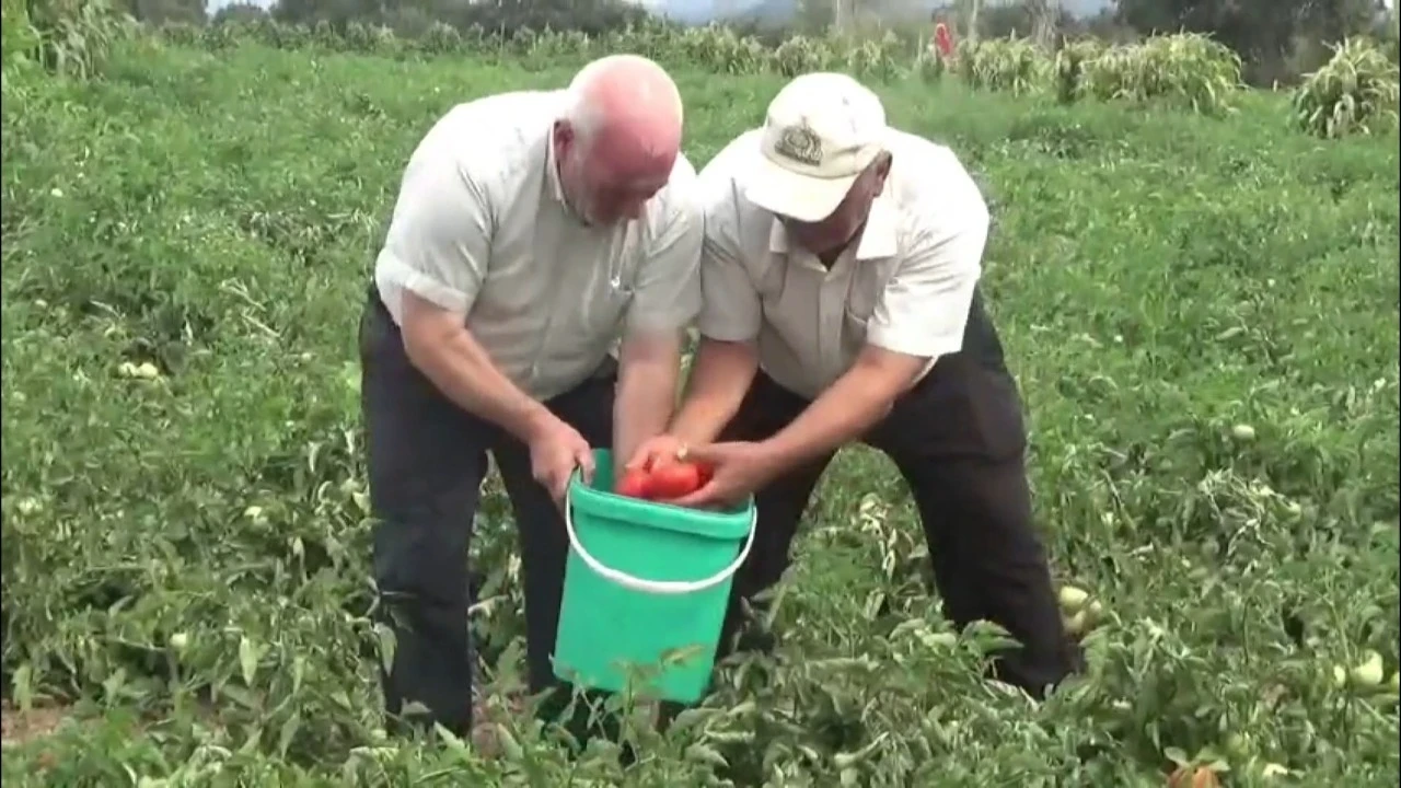 Bu da taşımalı tarım: Su olmayınca yola düştüler