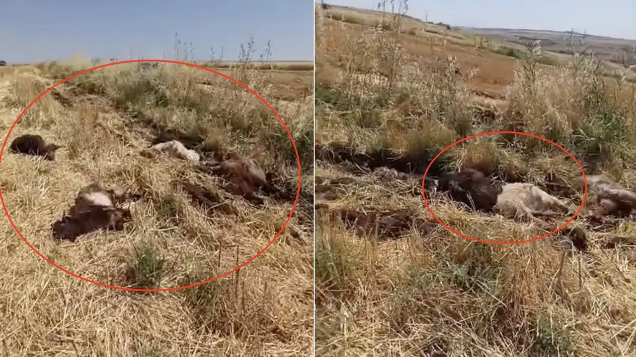 İçtikleri sudan zehirlendiği öne sürülen 150 küçükbaş öldü