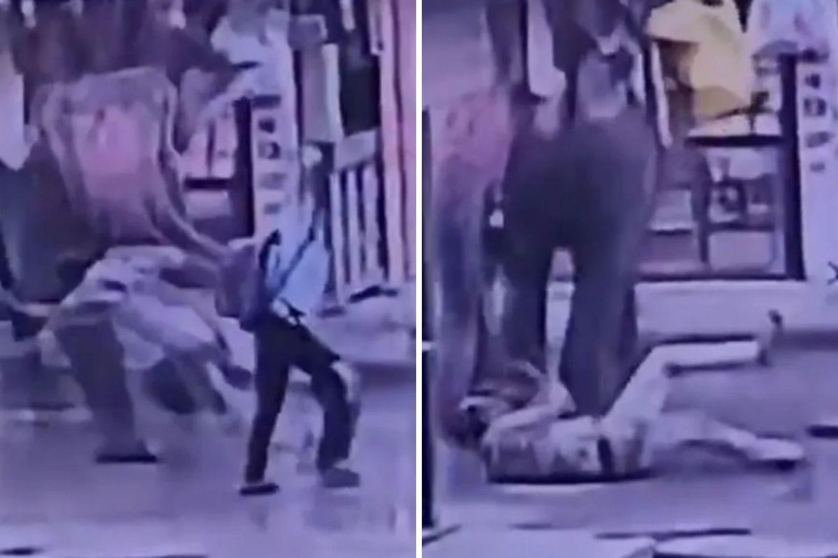 Elinden şeker yemişti! Fil Kendisine tatlı veren işçiyi ezerek öldürdü