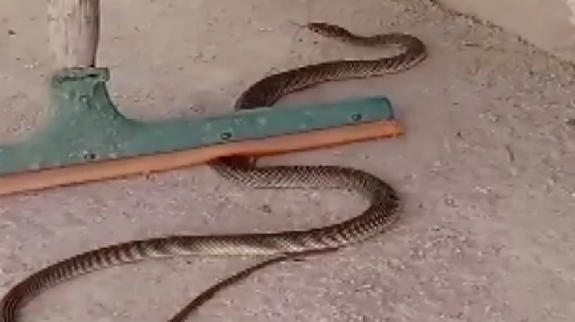 Çorum'da eve giren yılan itfaiye ekipleri tarafından yakalandı