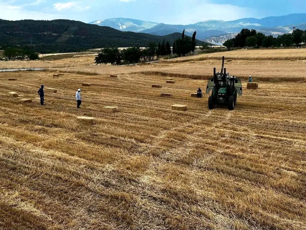 Sinop'ta yılın ilk buğdayları hasat edildi