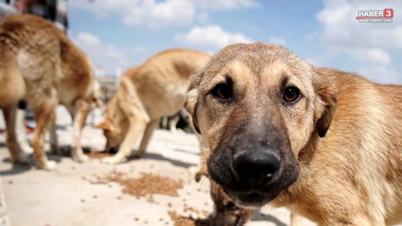 Ankara'daki NATO zirvesi öncesi sokak köpeği operasyonu: Hepsi toplanacak