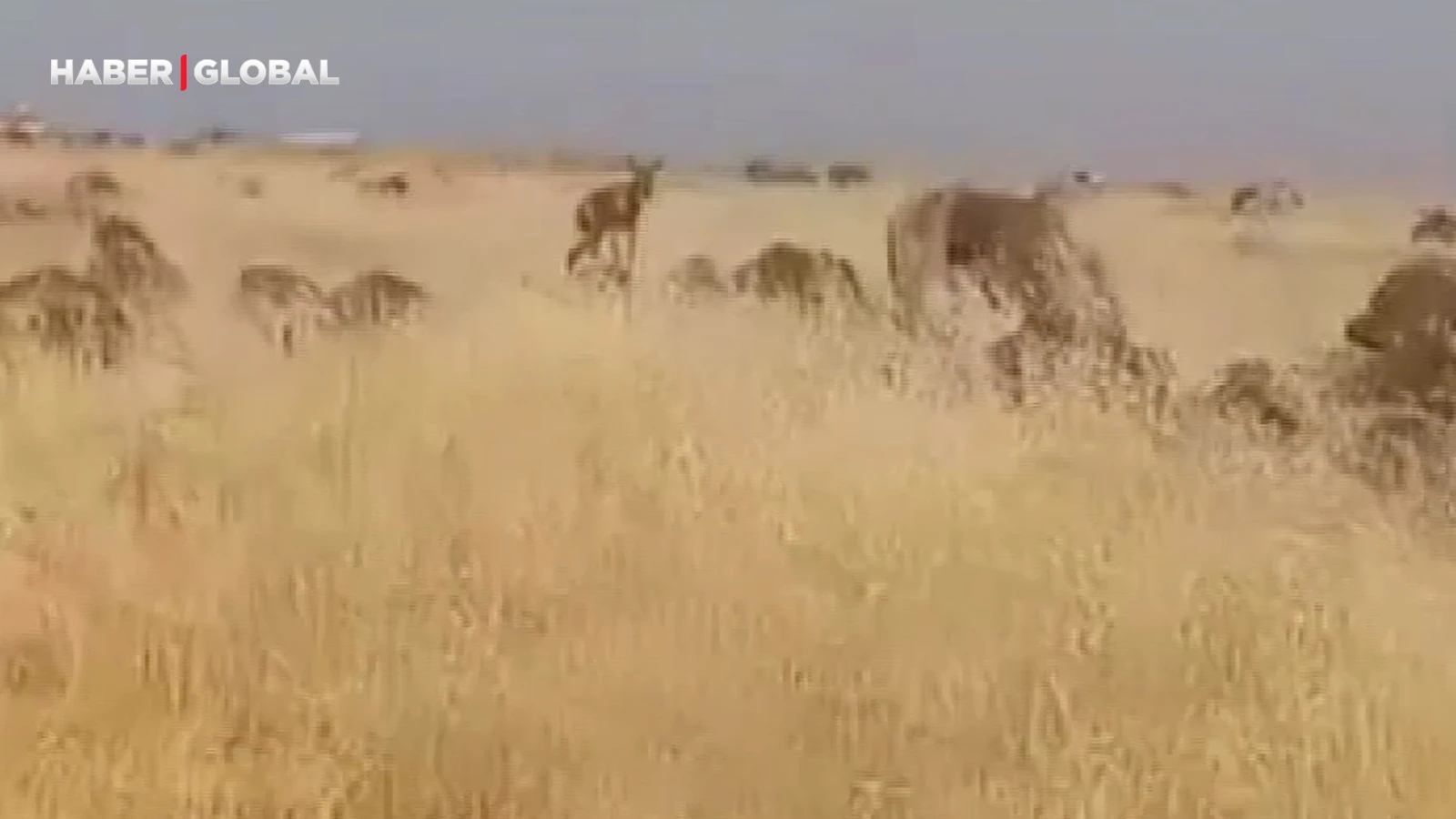 Şanlıurfa'da şaşırtan görüntüler kamerada!