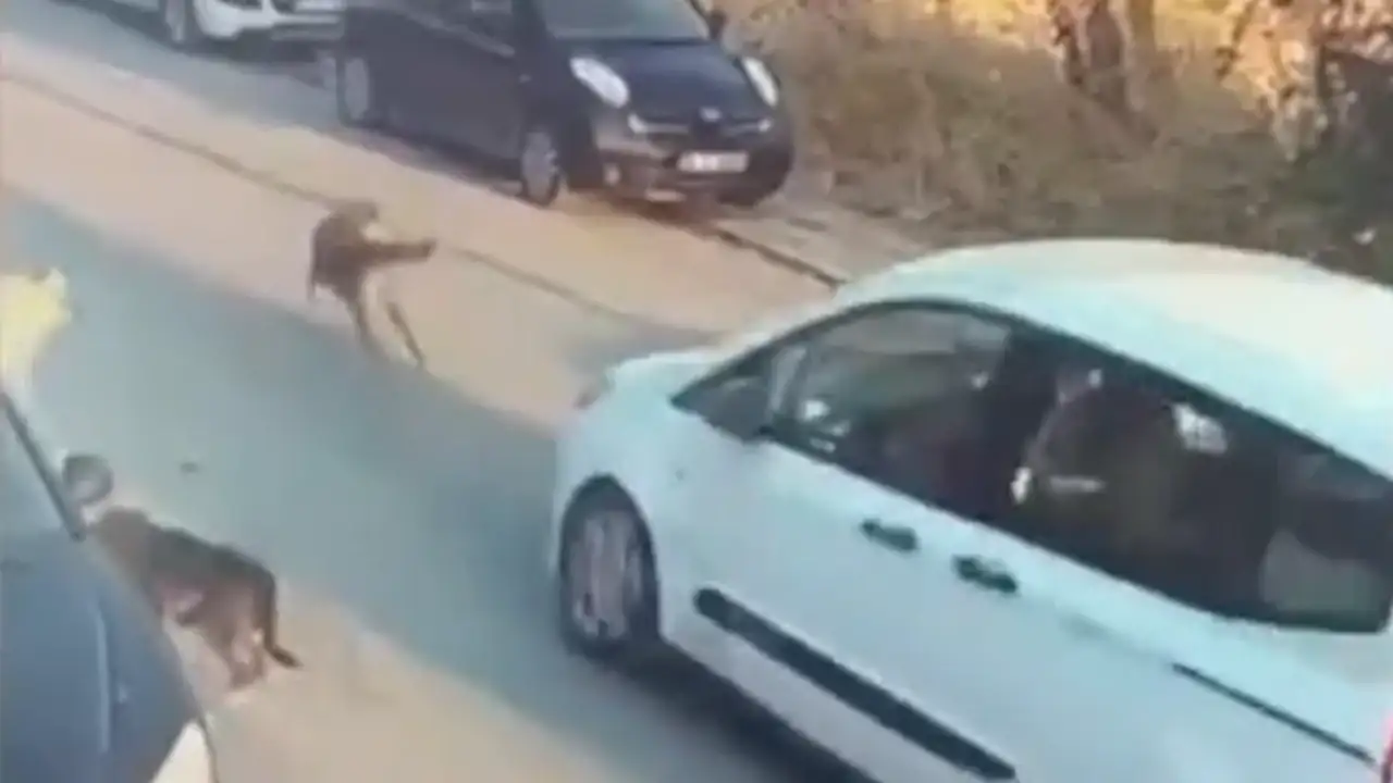 Silivri'de aracıyla köpeği ezip kaçan vicdansız sürücü hakkında karar çıktı