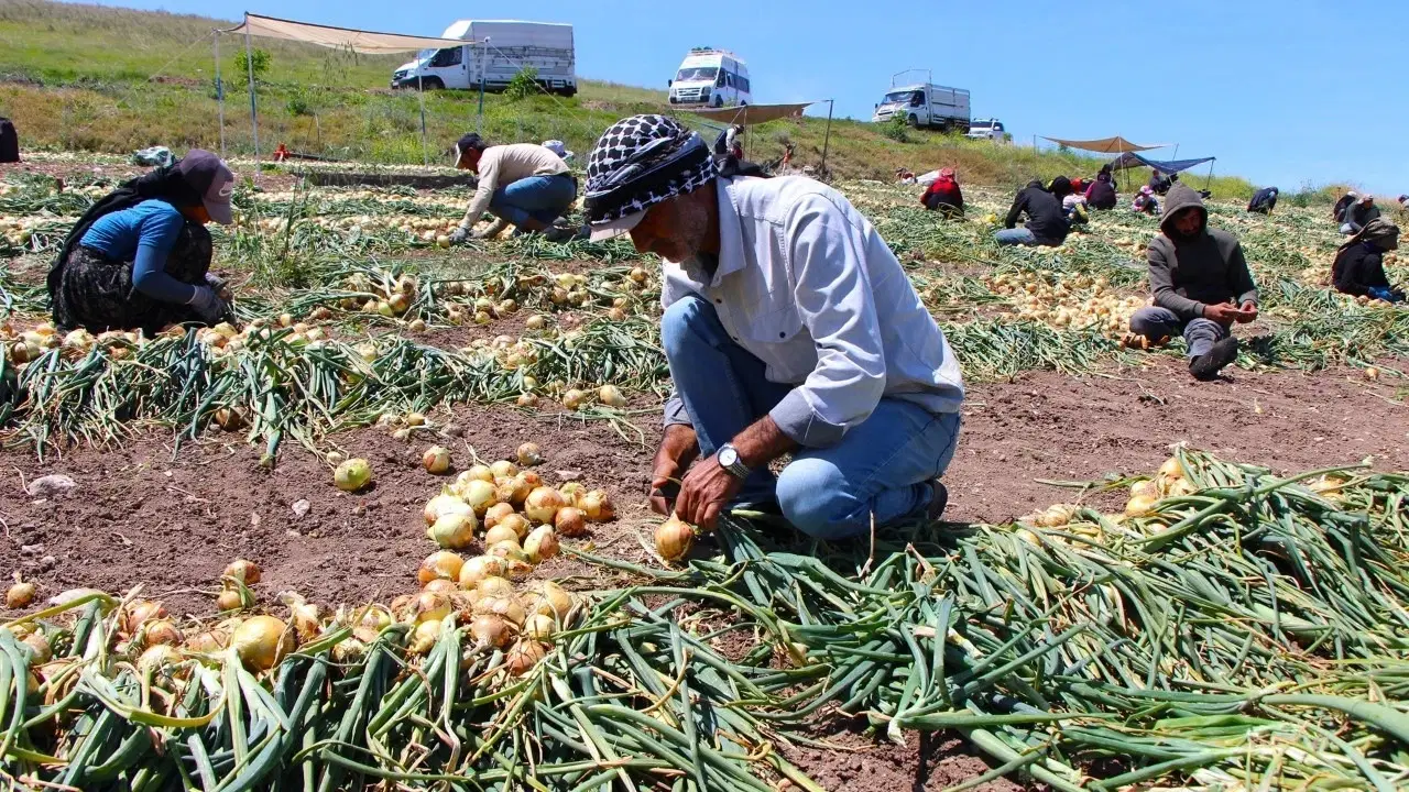 Tarımdaki plansızlığın faturası: 'Kırmızı altın' çay fiyatına düştü