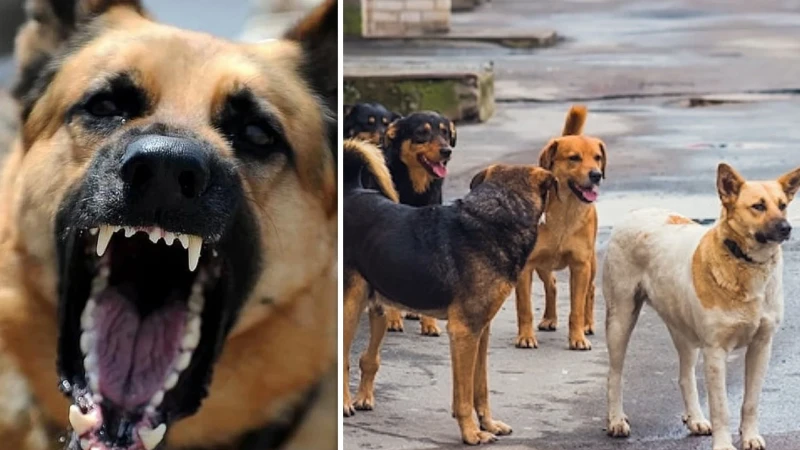 Ankara Valisi Canbolat 52 bin sahipsiz köpeğin toplandığını açıkladı