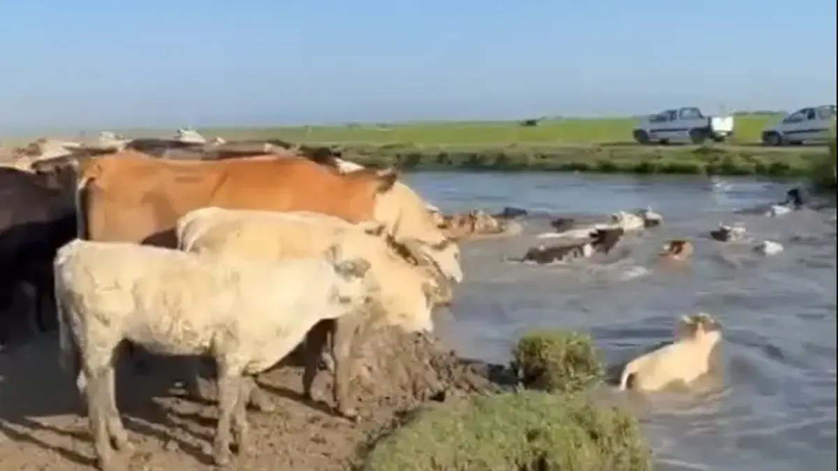İnekleri yüzdürerek tahliye ettiler