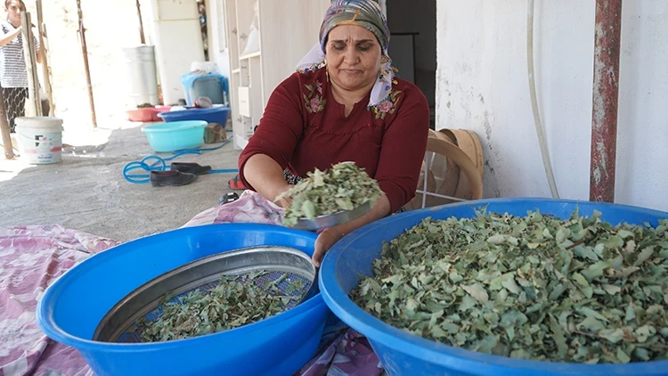 Şırnak dağlarında 30 yıl sonra gelen bereket: meşe yapraklarından süzülen "gezu" köylünün geçim kapısı oldu
